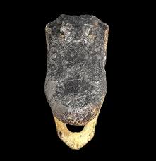 Taxidermy Alligator Head Specimen C For Sale | Paxton Gate