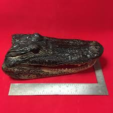 Large Taxidermy Alligator Head #1 | Vortex Vintage
