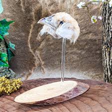 Chicken head Mount display Taxidermy chick bird curiosities ...