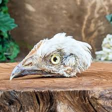 Chicken head Mount specimen crafts Taxidermy Oddity ...