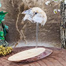 Chicken Head Mount Display Chick Bird Curiosities Taxidermy ...