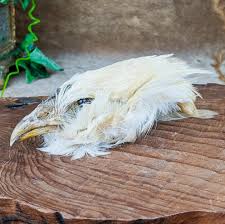 Chicken Rooster Head Mount Specimen Crafts Crafting Oddities ...