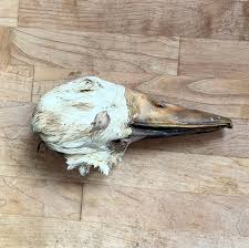 Air Dried Raw Duck Heads - Pantry Bag | piggybacktreats