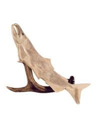 JUMPING SALMON ON ANTLER BASE – Scanlon Gallery & Custom Framing