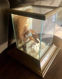 VTG Taxidermy Butterfly On Shell /Floral In A Wooden Framed ...