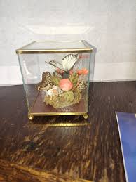 Vintage Taxidermy Butterfly Glass Brass Display Diorama ...
