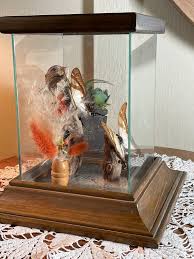 Framed Butterfly, Taxidermy, Glass See Through Window ...