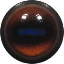 East Caucasian Tur Unbanded Eyes - Taxidermy.by