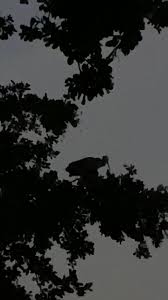 What's this bird squawking for hours in the middle of the ...