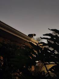 Imagine my surprise when I saw this interloper staring me ...