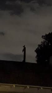 Video: A group of Great Horned Owls and some questions on ...