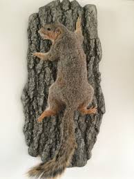 Things that make you say WTF | Page 2 | Toyota 4Runner Forum [4Runners.com]