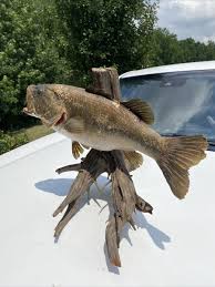 Giant Largemouth bass skin mount man cave rustic cabin decor ...