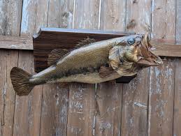 Vintage 1960s Taxidermy Large Mouth Bass Real Skin Mount on ...
