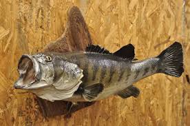 Vintage Largemouth Bass Real Skin Wall Mount Taxidermy ...
