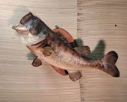 Bass Wall Mount Fish Taxidermy | eBay