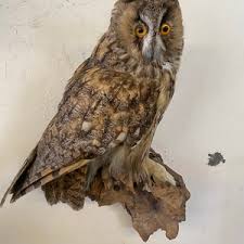 Vintage Taxidermy Long Eared Owl Wall Hanging - Etsy