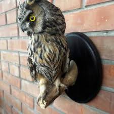 Long Eared Owl Bird Taxidermy Wall Mount Lot 101 - Etsy