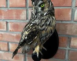 Long Eared Owl Bird Taxidermy Wall Mount Lot 102 (documents) - Etsy