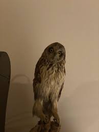 I guess this is pretty bad : r/badtaxidermy