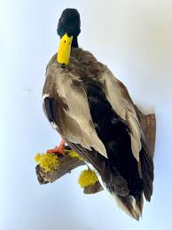 Domestic Pen Raised Mallard Duck Taxidermy Wall Mount - Etsy