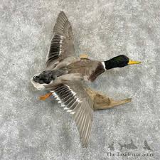 Silver Mallard Duck Drake Bird Mount For Sale #31054 - The ...