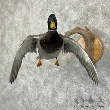 Mallard Duck Drake Bird Mount For Sale #31180 - The ...