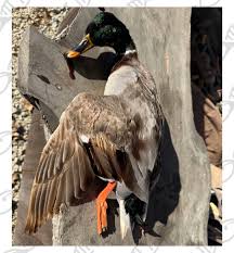 Well done to David Hopper for sharing this oddball female ...