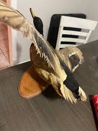 taxidermy duck
