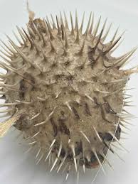 Sold at Auction: Taxidermy Porcupine Puffer Fish