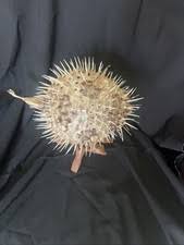 Puffer Fish In Fish Collectibles | eBay