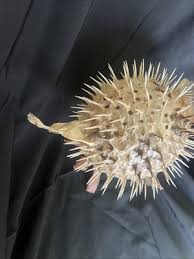 Real Dried Puffer Fish / Porcupine Fish / Blowfish - 9 ...