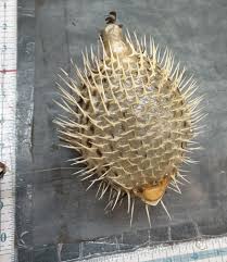 Genuine Dried Puffer Blowfish 6-7" Very sharp Spines with ...