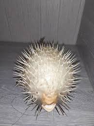 Dried Stuffed Fish,Taxidermy,Big Sea Urchin | eBay