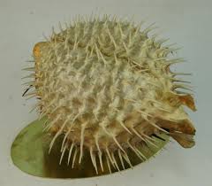 Blow Fish Taxidermy on Brass Base at 1stDibs | puffer fish ...