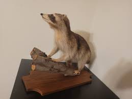 Vintage Raccoon Taxidermy Mounted On Log W/Wood Base Great Cabin Decoration | eBay