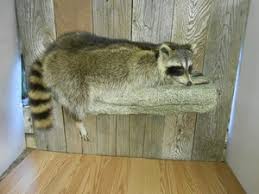 Taxidermy Raccoon | eBay