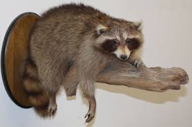 Raccoon Taxidermy Mount