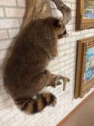 Large Raccoon Mount on Fantastic Driftwood Piece - sporting goods - by owner - sale - craigslist