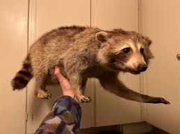 What's this thing worth : r/Taxidermy