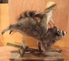 squirrel raccoon taxidermy mount | #250083943