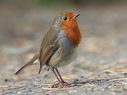 European Robin Identification, All About Birds, Cornell Lab ...