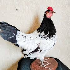 Stuffed Lakenfelder Hen Rooster Chicken Taxidermy Stand Mount. Decor Bird - Etsy Australia