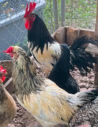 What type of roosters are these?