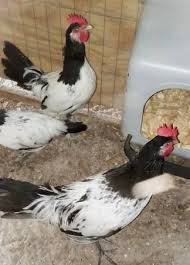 charleston for sale by owner for sale by owner "chickens" - craigslist