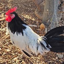 Is limping and white face normal for rooster?
