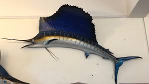 Lot - Taxidermy sail fish.