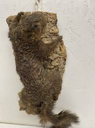 VTG. TAXIDERMY SQUIRREL ON BARK - HANGER | eBay