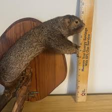 Vintage Taxidermy Squirrel Wall Mount Plaque Log Cabin Decor Hunting - Etsy