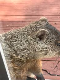 Madison, WI what is this little guy? : r/animalid